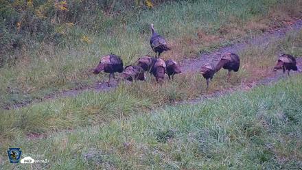 Pennsylvania Elk Live Webcam - Sep 9, 2026, 8:49am EDT