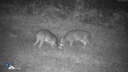 Pennsylvania Elk Live Webcam - Sep 28, 2026, 4:35am EDT