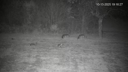 Pennsylvania Elk Live Webcam - Oct 13, 2025, 7:17pm EDT