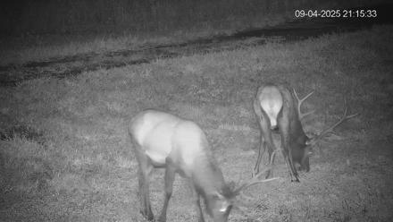 Pennsylvania Elk Live Webcam - Sep 4, 2025, 9:16pm EDT