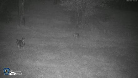 Pennsylvania Elk Live Webcam - Sep 28, 2026, 7:37pm EDT