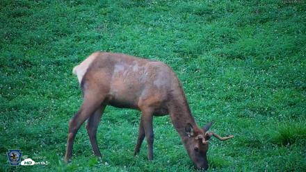 Pennsylvania Elk Live Webcam - Aug 7, 2026, 7:58pm EDT
