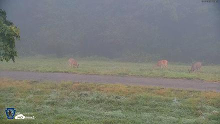 Pennsylvania Elk Live Webcam - Sep 7, 2026, 7:52am EDT