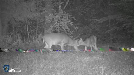 Pennsylvania Elk Live Webcam - Sep 29, 2026, 4:01am EDT