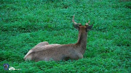 Pennsylvania Elk Live Webcam - Aug 6, 2026, 7:49am EDT