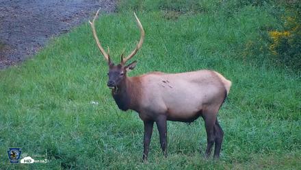 Pennsylvania Elk Live Webcam - Sep 8, 2026, 6:49pm EDT