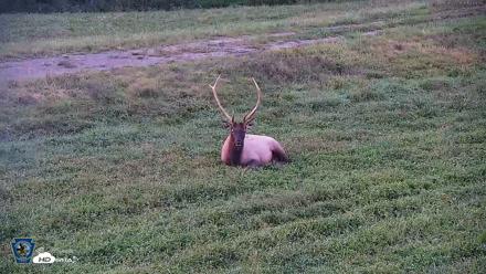 Pennsylvania Elk Live Webcam - Sep 8, 2026, 7:41pm EDT