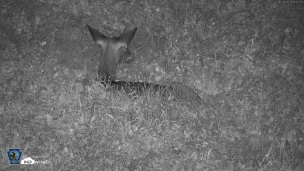 Pennsylvania Elk Live Webcam - Oct 1, 2026, 4:43am EDT
