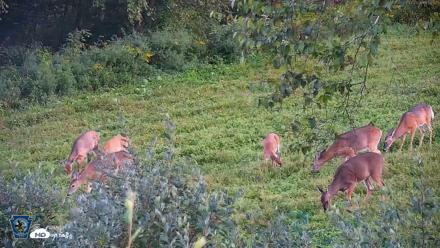 Pennsylvania Elk Live Webcam - Sep 7, 2026, 6:51pm EDT