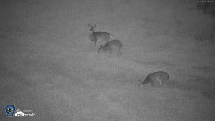 Pennsylvania Elk Live Webcam - Sep 26, 2026, 7:28pm EDT
