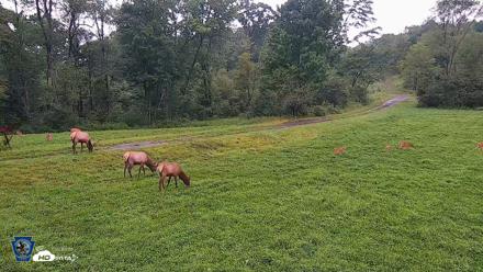 Pennsylvania Elk Live Webcam - Aug 11, 2026, 7:09am EDT