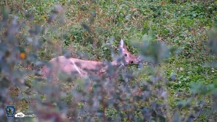 Pennsylvania Elk Live Webcam - Oct 1, 2026, 6:23pm EDT