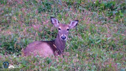 Pennsylvania Elk Live Webcam - Oct 1, 2026, 8:36am EDT