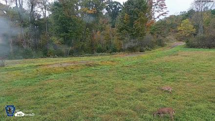 Pennsylvania Elk Live Webcam - Oct 1, 2026, 10:00am EDT