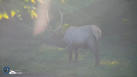 Pennsylvania Elk Live Webcam - Sep 6, 2026, 5:59pm EDT