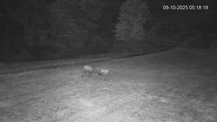 Pennsylvania Elk Live Webcam - Sep 10, 2025, 5:18am EDT