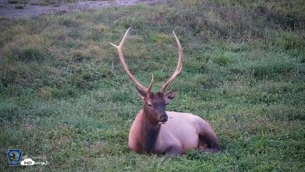 Pennsylvania Elk Live Webcam - Sep 8, 2026, 7:43pm EDT