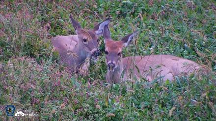 Pennsylvania Elk Live Webcam - Oct 1, 2026, 8:28am EDT