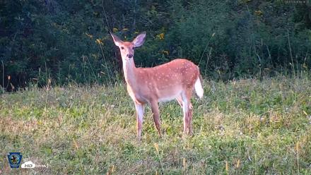 Pennsylvania Elk Live Webcam - Sep 7, 2026, 6:07pm EDT