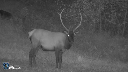 Pennsylvania Elk Live Webcam - Sep 6, 2026, 8:15pm EDT