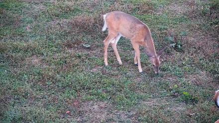 Pennsylvania Elk Live Webcam - Sep 1, 2025, 7:25pm EDT