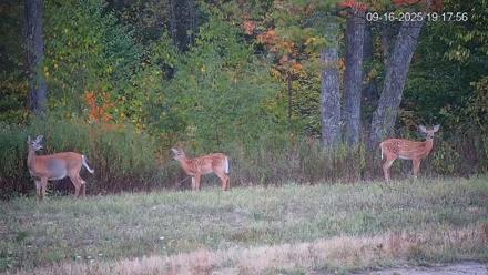 Pennsylvania Elk Live Webcam - Sep 16, 2025, 7:18pm EDT