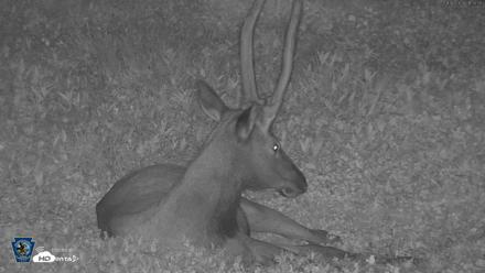 Pennsylvania Elk Live Webcam - Aug 6, 2026, 9:51pm EDT