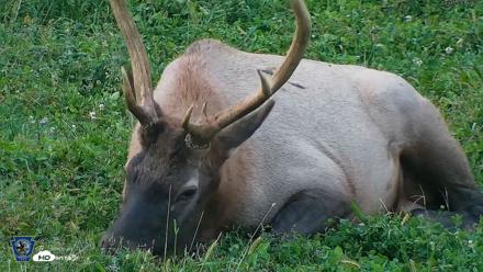 Pennsylvania Elk Live Webcam - Sep 8, 2026, 7:35pm EDT