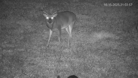 Pennsylvania Elk Live Webcam - Oct 15, 2025, 9:05pm EDT