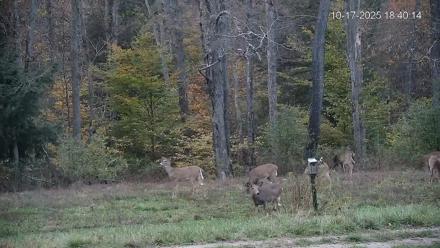 Pennsylvania Elk Live Webcam - Oct 17, 2025, 6:40pm EDT