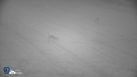 Pennsylvania Elk Live Webcam - Sep 7, 2026, 6:27am EDT
