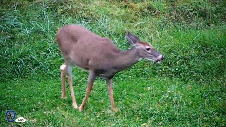 Pennsylvania Elk Live Webcam - Sep 29, 2026, 6:19pm EDT