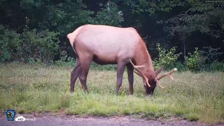 Pennsylvania Elk Live Webcam - Sep 9, 2026, 7:26pm EDT