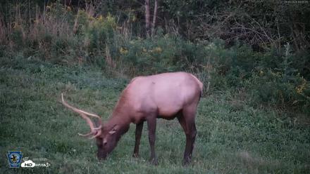 Pennsylvania Elk Live Webcam - Sep 6, 2026, 7:58pm EDT