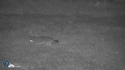 Pennsylvania Elk Live Webcam - Oct 3, 2026, 8:02pm EDT