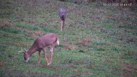 Pennsylvania Elk Live Webcam - Oct 12, 2025, 6:41pm EDT