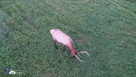 Pennsylvania Elk Live Webcam - Sep 6, 2026, 7:45pm EDT