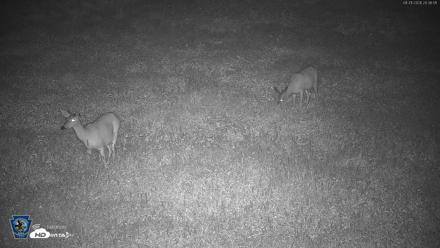 Pennsylvania Elk Live Webcam - Aug 21, 2026, 8:37pm EDT