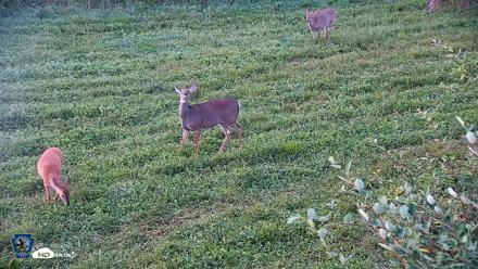 Pennsylvania Elk Live Webcam - Sep 6, 2026, 7:05am EDT