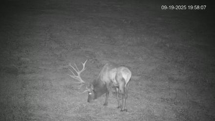 Pennsylvania Elk Live Webcam - Sep 19, 2025, 7:58pm EDT