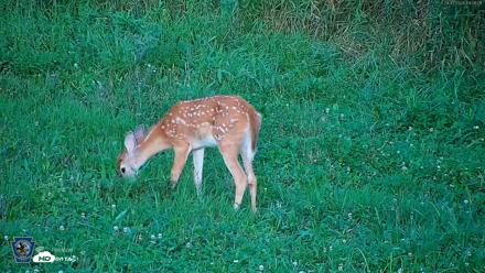 Pennsylvania Elk Live Webcam - Aug 7, 2026, 7:10pm EDT