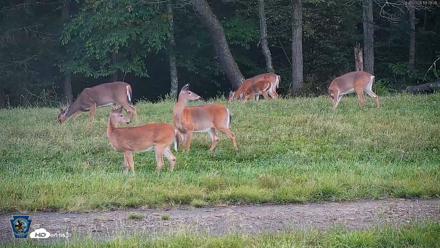 Pennsylvania Elk Live Webcam - Sep 5, 2026, 7:25pm EDT