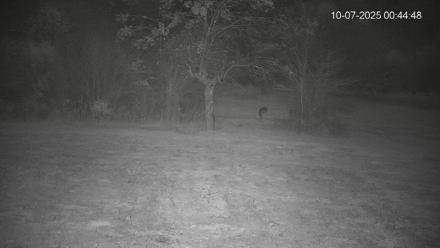 Pennsylvania Elk Live Webcam - Oct 7, 2025, 12:45am EDT