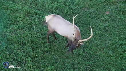 Pennsylvania Elk Live Webcam - Sep 6, 2026, 7:48pm EDT