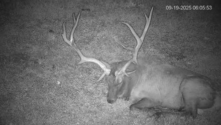 Pennsylvania Elk Live Webcam - Sep 19, 2025, 6:06am EDT