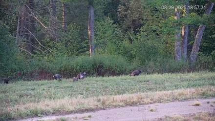 Pennsylvania Elk Live Webcam - Aug 29, 2025, 6:58pm EDT