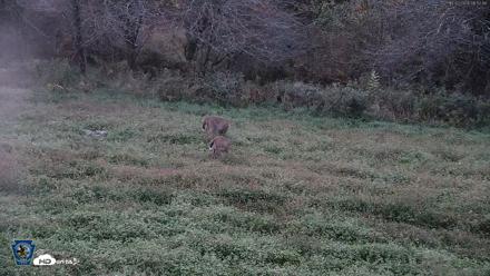 Pennsylvania Elk Live Webcam - Oct 2, 2026, 6:53am EDT