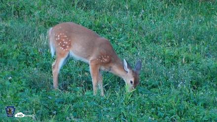 Pennsylvania Elk Live Webcam - Sep 7, 2026, 7:08pm EDT