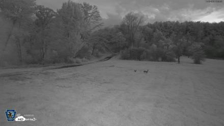 Pennsylvania Elk Live Webcam - Oct 2, 2026, 6:40am EDT