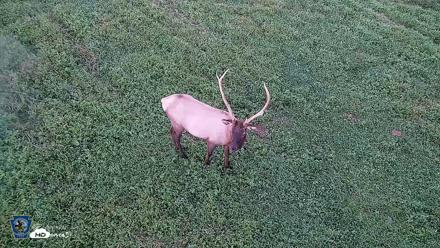 Pennsylvania Elk Live Webcam - Sep 6, 2026, 7:46pm EDT